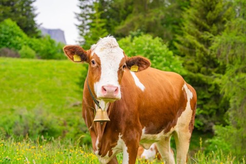 Cow with bell on a summer meadow in front of a wooded backdrop, Alpe di Siusi, South Tyrol,