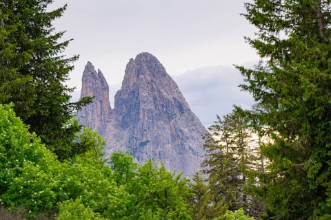 Rocky mountains above a green forest, in a peaceful landscape, Alpe di Siusi, South Tyrol,