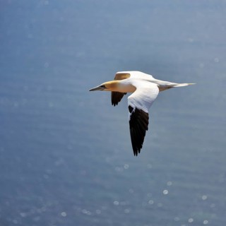 Northern gannet (Morus bassanus) on a bird cliff, flying over the sea, Helgoland Island,