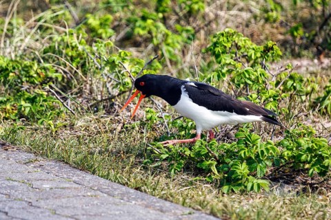 Oystercatcher (Haematopus ostralegus), mating behaviour, Insel Düne, Heligoland,