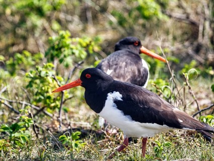 Two oystercatchers (Haematopus ostralegus), mating behaviour, Insel Düne, Heligoland,