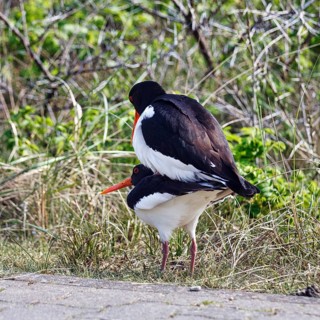 Two oystercatchers (Haematopus ostralegus), mating, Insel Düne, Heligoland, Schleswig-Holstein,
