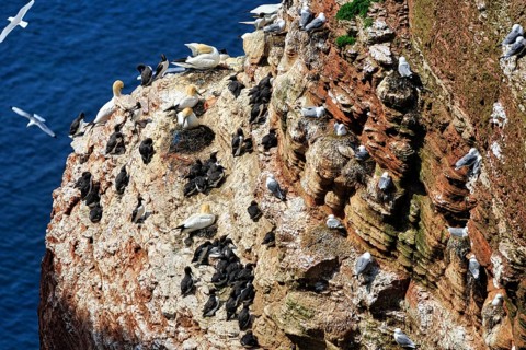 Northern gannets (Morus bassanus) and common guillemots (uria aalge) on bird cliffs, steep coast,