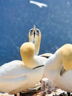 Northern gannet (Morus bassanus) on bird cliffs, pair courtship display, Helgoland Island,