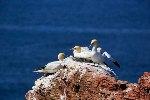 Northern gannet (Morus bassanus) on bird cliffs, steep coast, Heligoland Island,