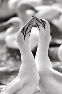Gannet (Morus bassanus) on bird cliffs, pair courtship display, monochrome, Helgoland Island,
