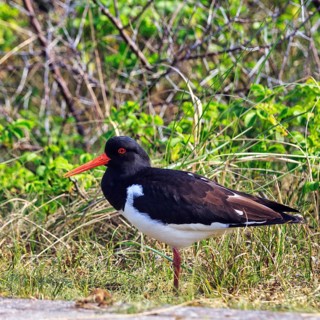 Oystercatcher (Haematopus ostralegus), standing on one leg, Dune Island, Heligoland,