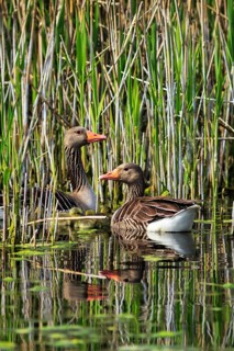 Two greylag geese (Anser anser), swimming on a pond, reed grass, Insel Düne, Heligoland,