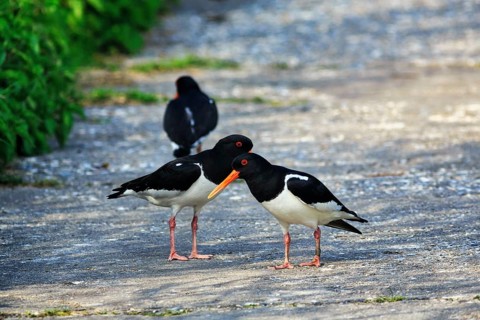 Three oystercatchers (Haematopus ostralegus), mating behaviour, Insel Düne, Heligoland,