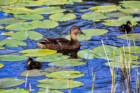Mallard duck with chicks, swimming on a pond, lily pads, Dune Island, Heligoland,
