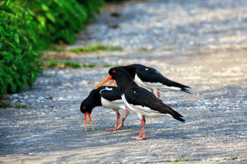 Three oystercatchers (Haematopus ostralegus), calling, mating behaviour, Insel Düne, Heligoland,