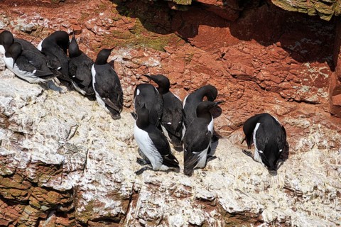 Guillemots (uria aalge) on bird cliffs, steep coast, Heligoland Island, Schleswig-Holstein, Germany