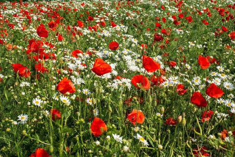 Meadow with Mayweed (Matricaria inodora) and Poppy (Papaver rhoeas) in Ystad, Skåne county, Sweden,