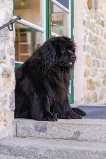 A large black dog sits in front of a door on a stone staircase, Pragser Wildsee, South Tyrol,