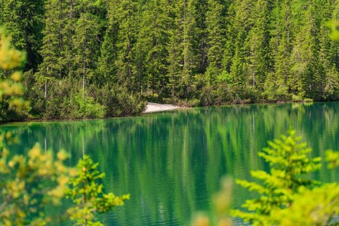 Green forest with a lake, reflection of the trees in the calm water, Pragser Wildsee, South Tyrol,