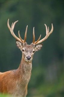 Red deer (Cervus elaphus) stag, portrait, tirol, Kitzbühel, Wildpark Aurach, Austria