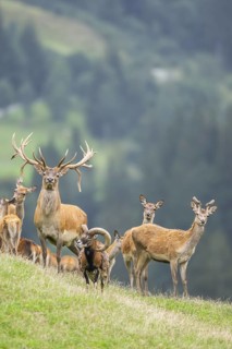 Red deer (Cervus elaphus) stag Mouflon (Ovis gmelini) ram on a meadow in tirol, Kitzbühel, Wildpark