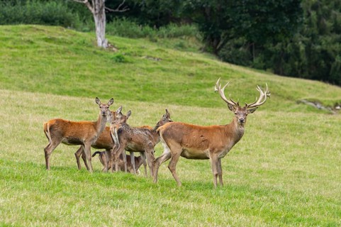 Red deer (Cervus elaphus) stag and hinds on a meadow in tirol, Kitzbühel, Wildpark Aurach, Austria