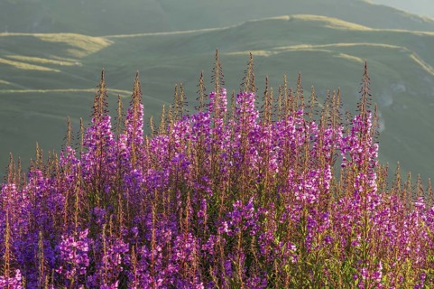Fireweed (Chamaenerion angustifolium) blooming at sunrise in the Mountains at Hochalpenstraße, view
