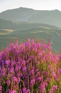Fireweed (Chamaenerion angustifolium) blooming at sunrise in the Mountains at Hochalpenstraße, view