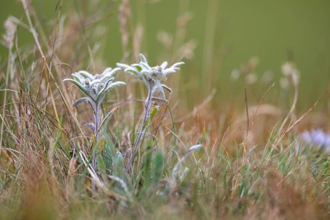 Edelweiss (Leontopodium nivale) growing in the mountains at Hochalpenstraße, Pinzgau, Salzburg,