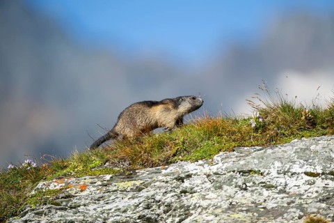 Alpine marmot (Marmota marmota) youngster in autumn, Grossglockner, High Tauern National Park,