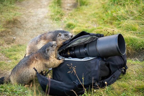 Alpine marmot (Marmota marmota) in autumn, curiously looking into a camera backpack, a nature