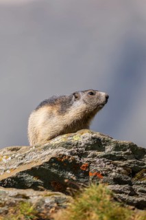 Alpine marmot (Marmota marmota) youngster in autumn, Grossglockner, High Tauern National Park,
