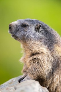 Alpine marmot (Marmota marmota) in autumn, Grossglockner, High Tauern National Park, Austria