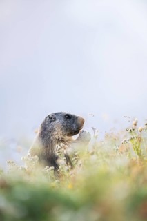 Alpine marmot (Marmota marmota) in autumn, Grossglockner, High Tauern National Park, Austria