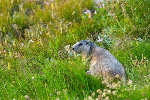 Alpine marmot (Marmota marmota) in autumn, Grossglockner, High Tauern National Park, Austria