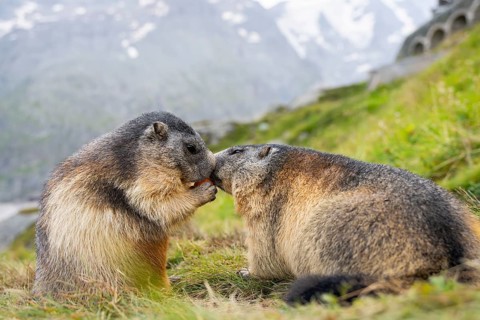 Alpine marmot (Marmota marmota) in autumn, kissing, Grossglockner, High Tauern National Park,