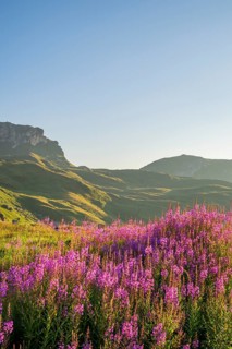 Fireweed (Chamaenerion angustifolium) blooming at sunrise in the Mountains at Hochalpenstraße, view