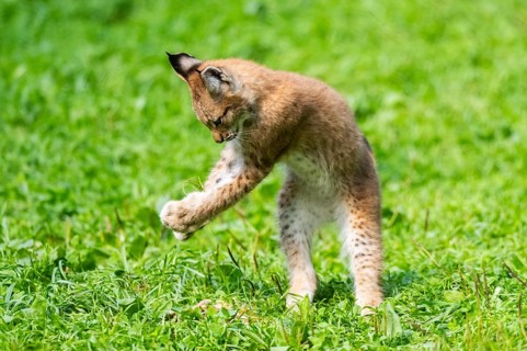 Eurasian lynx (Lynx lynx) youngster jumping in the air on a meadow, Bavaria, Germany