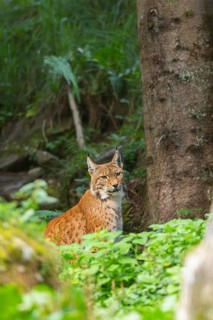Eurasian lynx (Lynx lynx) in a forest, Austria