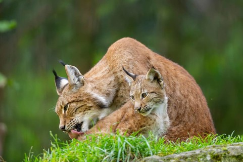 Eurasian lynx (Lynx lynx) mother with her youngster, Austria