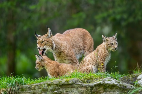 Eurasian lynx (Lynx lynx) mother with her youngsters, Austria