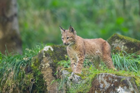 Eurasian lynx (Lynx lynx) youngster on a rock, Bavaria, Germany