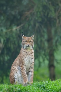 Eurasian lynx (Lynx lynx) on a meadow, Austria
