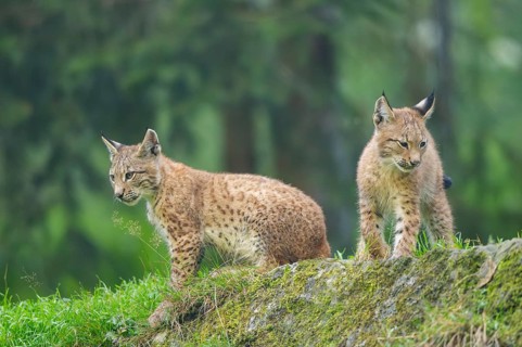 Eurasian lynx (Lynx lynx) youngsters on a rock, Bavaria, Germany