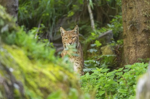 Eurasian lynx (Lynx lynx) in a forest, Austria