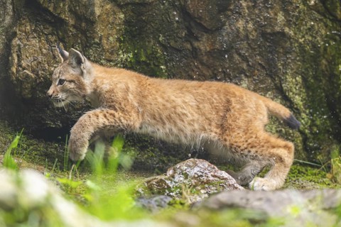 Eurasian lynx (Lynx lynx) youngster on a rock, Austria