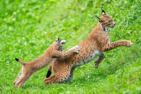 Eurasian lynx (Lynx lynx) youngster on a meadow, Bavaria, Germany