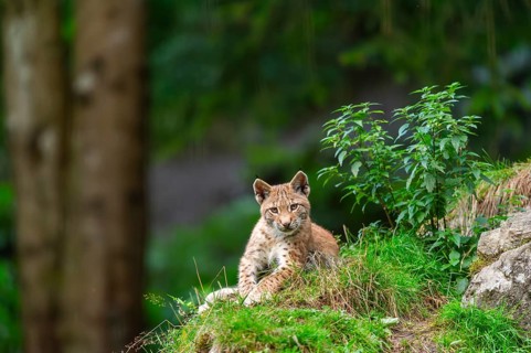 Eurasian lynx (Lynx lynx) youngster on a rock, Austria