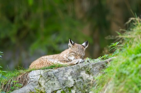 Eurasian lynx (Lynx lynx) youngster on a rock, Bavaria, Germany