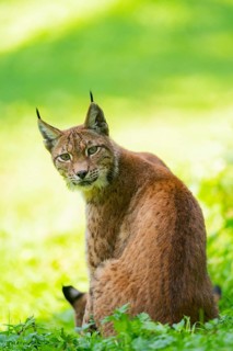 Eurasian lynx (Lynx lynx) on a meadow, Austria