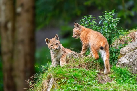 Eurasian lynx (Lynx lynx) youngsters on a rock, Austria