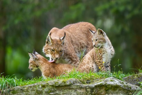 Eurasian lynx (Lynx lynx) mother with her youngsters, Austria