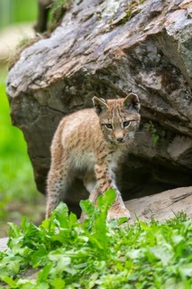 Eurasian lynx (Lynx lynx) youngster on a rock, Austria