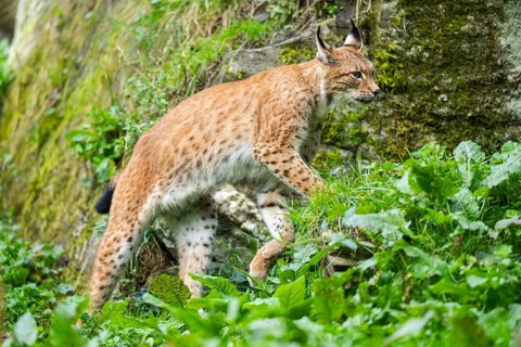 Eurasian lynx (Lynx lynx) on a meadow, Austria